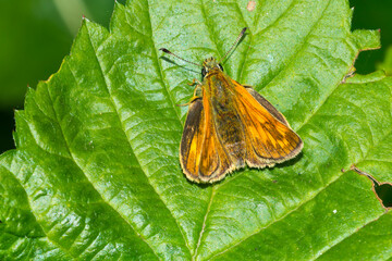 Rostfarbiger Dickkopffalter (Ochlodes sylvanus)