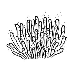 Coral Vector Illustration in Doodle Style