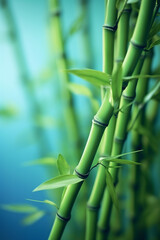 Obraz premium Bamboo tree in a park