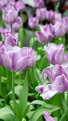 flower, tulip, spring