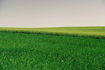 Landscape image of green wheat during summer sunny day.