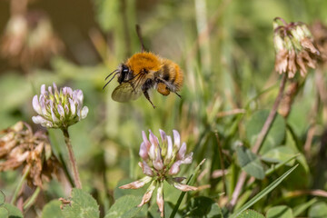 Fototapeta premium Bumblebee gathering clover flowers in Provence