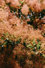 Beautiful green trees with fluffy pinky flowers.