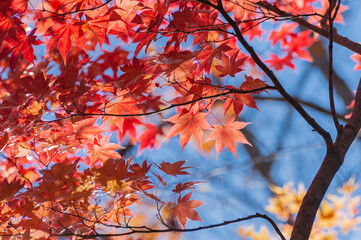 青空に紅葉が浮かぶ