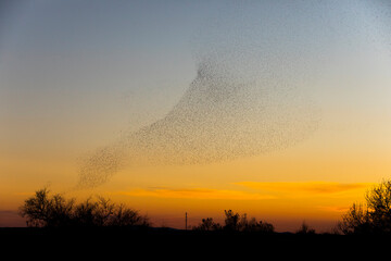 Obraz na płótnie Canvas Starlings murmuration in Aiguamolls De L Emporda Nature Park, Spain