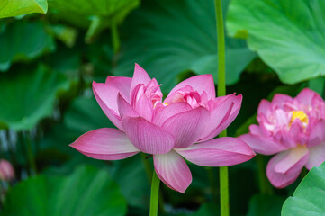 Obraz premium 北海道で咲く蓮の花