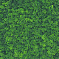 Forest background, forest top view, forest texture
