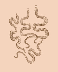 Snakes animal vector illustration hand drawn on isolated background. Design element serpent for template, label, print, horoscope, t-shot, tattoo, logo. Decorative ornament backdrop with animals 