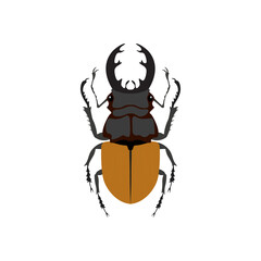 illustration of a bug, stag beetle,  insect kingdom, Bug biodiversity, transparent background PNG