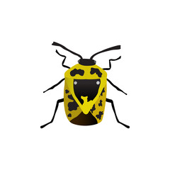 state potato beetle, insect kingdom, Bug biodiversity, transparent background PNG