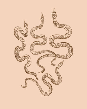 Snakes animal vector illustration hand drawn on isolated background. Design element serpent for template, label, print, horoscope, t-shot, tattoo, logo. Decorative ornament backdrop with animals 