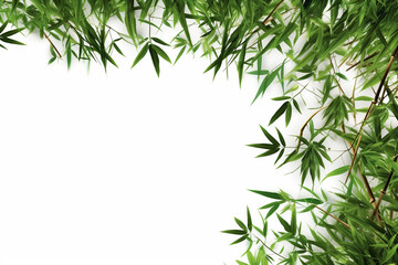 Fototapeta premium Bamboo tree on a white background