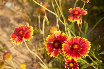 Gailardia oścista, Gaillardia aristata