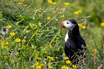 Puffin