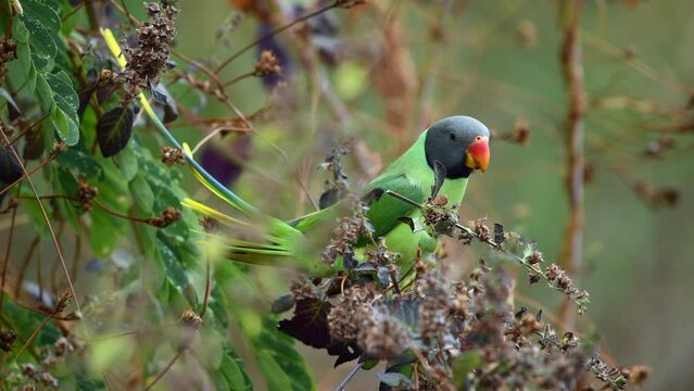 Parrots on Plants Feasting on Seeds
