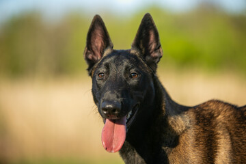 portrait of shepherd malinois