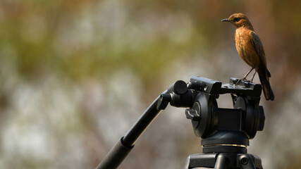 Rockstar Watcher: Brown Rock Chat Perched on Camera Tripod