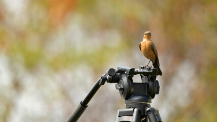Rockstar Watcher: Brown Rock Chat Perched on Camera Tripod