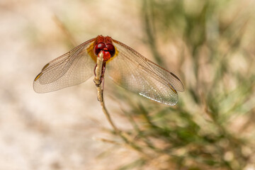 Red dragonfly (sympetrum sanguine) balancing on a blade of grass