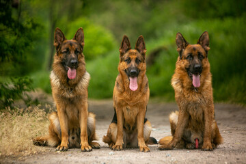german shepherd dog with shepherd