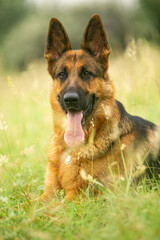 german shepherd dog on grass