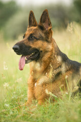 german shepherd dog on grass