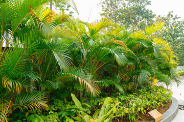 Areca Palm Trees. Tropical gardens with luxuriant dypsis lutescens or golden cane palm trees also known as areca palms.