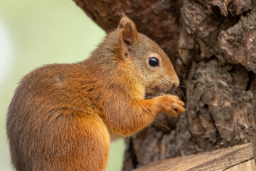 Beautiful little scottish red squirrel in the woodland