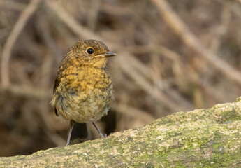 Newly fledged baby robin baby before the red breast develops as adult plumage 