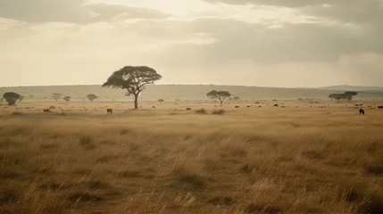 Fotobehang African savanna, yellow grass © Matthew