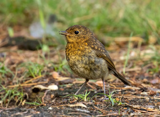 Newly fledged baby robin baby before the red breast develops as adult plumage 