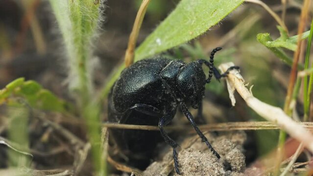 European Oil Beetle Meloe proscarabaeus in the Summer Forest, macro shot