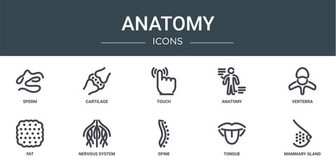 set of 10 outline web anatomy icons such as sperm, cartilage, touch, anatomy, vertebra, fat, nervous system vector icons for report, presentation, diagram, web design, mobile app