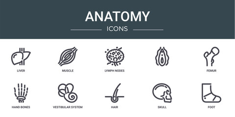 set of 10 outline web anatomy icons such as liver, muscle, lymph nodes, , femur, hand bones, vestibular system vector icons for report, presentation, diagram, web design, mobile app