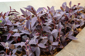 Tradescantia pallida is a species of spiderwort (a genus of New World plants) similar to T. fluminensis and T. zebrina.