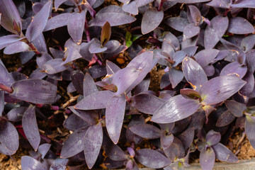 Tradescantia pallida is a species of spiderwort (a genus of New World plants) similar to T. fluminensis and T. zebrina.