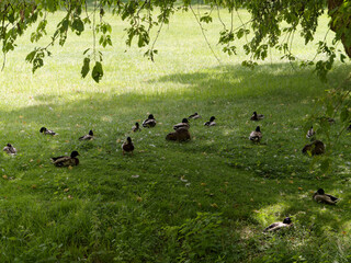 ducks resting on the field