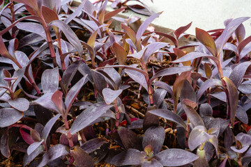 Tradescantia pallida is a species of spiderwort (a genus of New World plants) similar to T. fluminensis and T. zebrina.