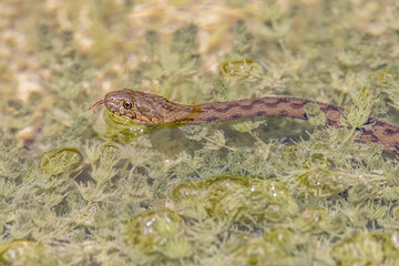 viperine snake swimming in a pond