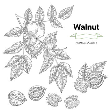 Walnuts set. Hand drawn Walnut tree branch with ripe nuts and leaves. Vector illustration in sketch style. Nut collection.