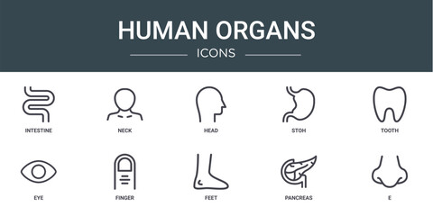 set of 10 outline web human organs icons such as intestine, neck, head, stoh, tooth, eye, finger vector icons for report, presentation, diagram, web design, mobile app