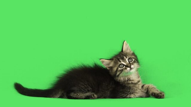 kitten looks in different directions on a green screen
