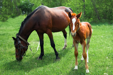 Mare and foal on green pasture
