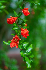 Fototapeta premium Punica protopunica. On blurred green background