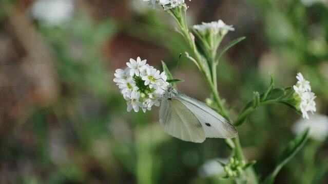 Butterfly Pieris brassicae on a flower in the garden. Day butterfly from the family of Pieridae.