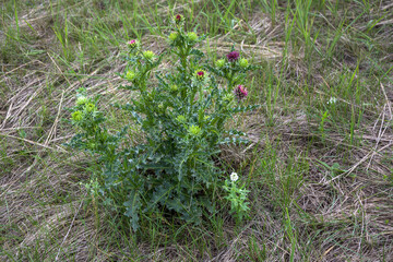 A young bush of musky thistle with unopened inflorescences