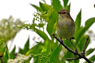 Chiffchaff // Zilpzalp (Phylloscopus collybita)