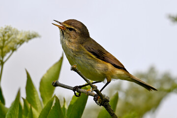 Chiffchaff // Zilpzalp (Phylloscopus collybita)