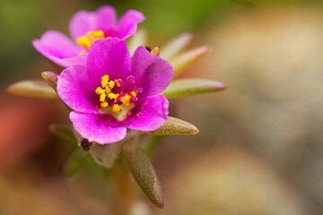 close up of pink flower