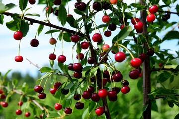 ripe sweet cherries on the tree, sunny summer day